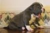 Marvelous Pitbull Puppies For Adoption