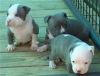 9 Beautiful BullyPit Puppies