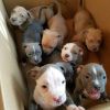 American Pitbull boy and girl available for sell