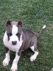 American bullies for sale,Fryes kennel,Top Notch southern bullies