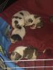 New born puppies looking for a new home
