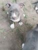 All Blue American Bully puppies