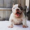 Micro Exotic Bully Puppy