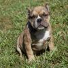 Exotic bully puppies