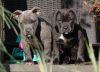 American Bully pup for sale