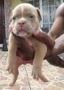 Bully puppies available