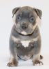 ABKC AMERICAN BULLY PUP LOOKING FOR FOREVER HOME!!