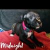 Adorable Puppies ready for forever home