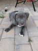 Puppy for sale/large breed