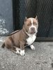 Exotic Bully puppy for sale!