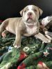 American Bully Champagne Puppy