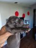 American tricolore pocket bully puppies