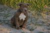 American bully Chevy pups