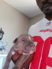 American pocket blue Tri color bully puppies