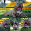 Healthy American Bully Puppies