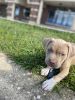 American Bully Pup for sale