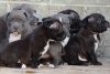 American Bully Pups- Available now