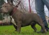 American Bully Puppies for SALE