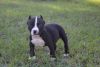 American Bully Female looking for her forever home
