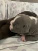 Exotic American Bully Puppies For Sale (Grand Champion Blood!!)