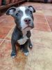 American bully male 3 months old puppy