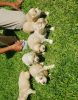 Pure Bred Cocker Spaniel pups