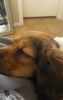 Cockerspaniel female puppy for good family