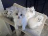 American Curl Kittens for sale
