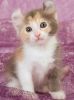 Pedigree American Curl kittens for re-home