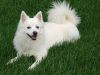 American Eskimo Dog Born August 15th SALE