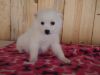 Snowball Eskimo Dog Female xxx-xxx-xxxx