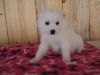Awesome Male And Female American Eskimo Puppies.
