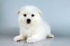 American Eskimo puppies for sale