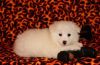 12 Weeks Old American-eskimo Puppies For Adoption