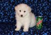 Lovely American Eskimo Puppies Available