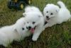 Sweet Little American Eskimo Puppies