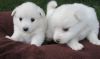 American Eskimo puppies