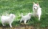 gfdfg555 American Eskimo Dog Puppies for Sale