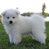 Beautiful White Full Blooded American Eskimo Puppy,text us on (xxx)-xxx-xxxx