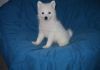 Wonderful American Eskimo Dog Puppies For Sale