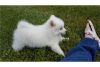 American Eskimo Pups for Rehoming