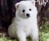beautiful little girl American Eskimo Puppies text (xxx) xxx-xxx7