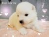 UKC mini American Eskimo puppies guarantee health and temperament