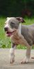 Blue Pit bull Puppies