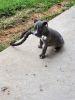 Bluenose pitbull puppy