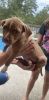 8 weeks old American Pitbull Terrier 2 boys 1 girl