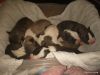 new born pit puppies for sell