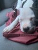 Female White & Brindle Full blooded Puppy Pit