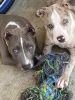 Blue Merle Pitbull Puppies