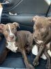 Pit Bull puppies males chocolate